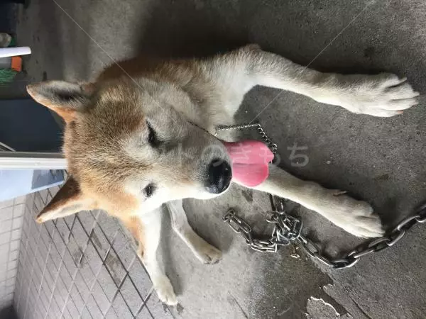 迷子犬の画像