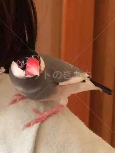 迷子鳥の画像