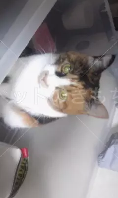 迷子猫の画像