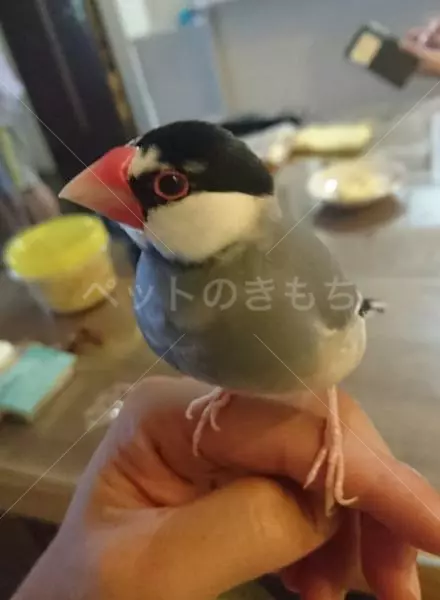 迷子鳥の画像