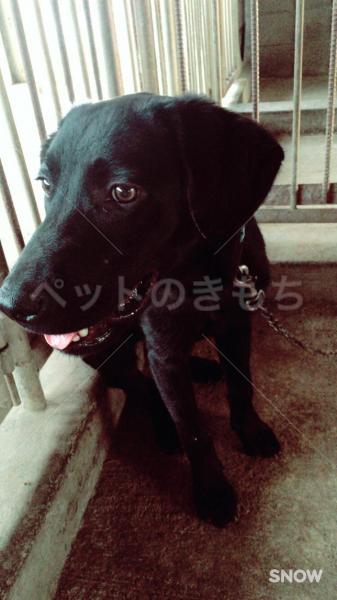 迷子犬を探しています 熊本県山鹿市のラブラドールレトリーバー No 2141 迷子犬を探しています 熊本県山鹿市のラブラドールレトリーバー No 2141