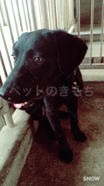 迷子犬を探しています 熊本県山鹿市のラブラドールレトリーバー No 2141