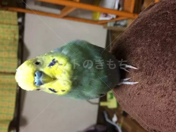 迷子鳥の画像