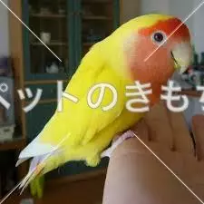 迷子鳥の画像