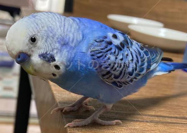 迷子鳥の画像