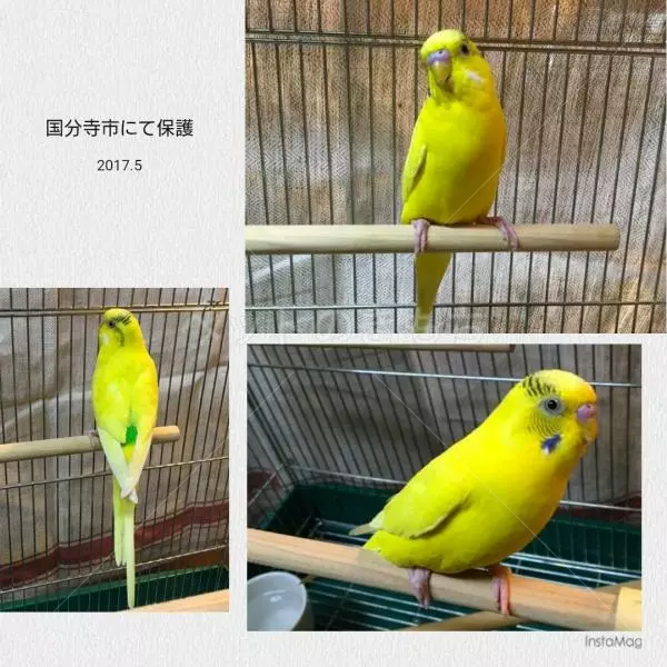保護鳥の画像