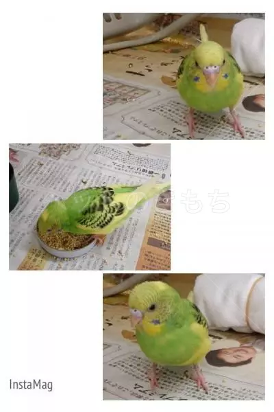 保護鳥の画像