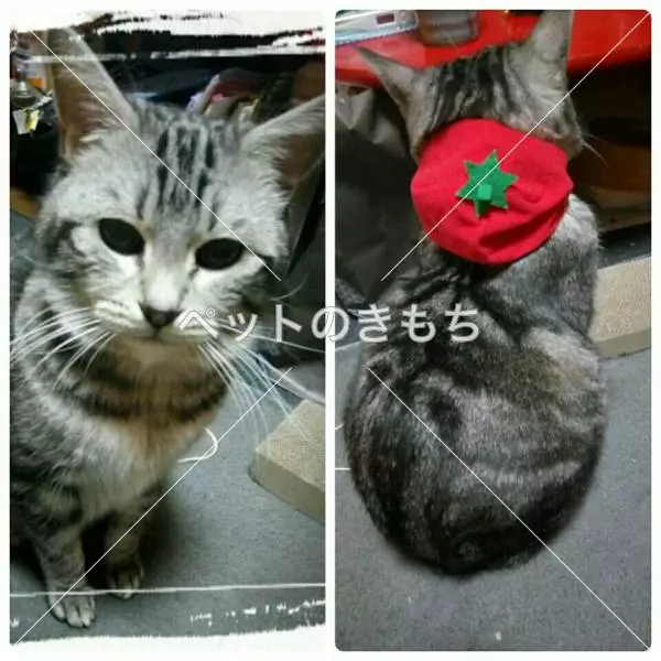 コメント投稿の画像