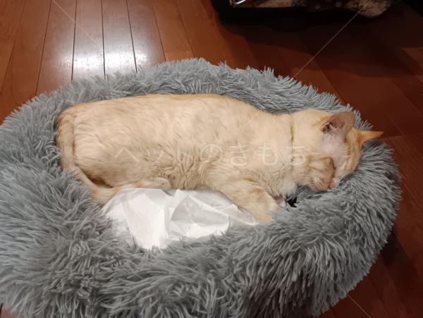 迷子猫の画像