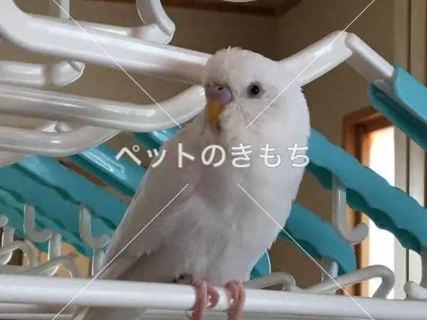 迷子鳥の画像
