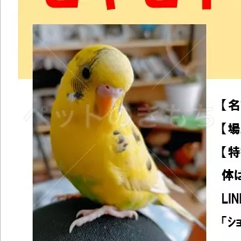 迷子鳥の画像