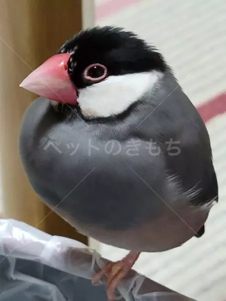 迷子鳥の画像
