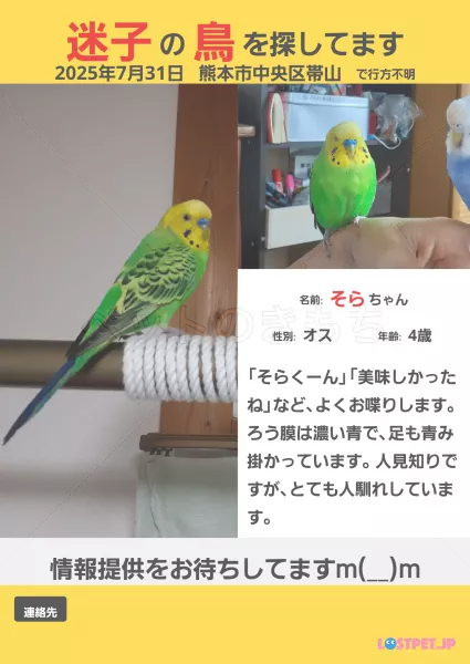 迷子鳥の画像