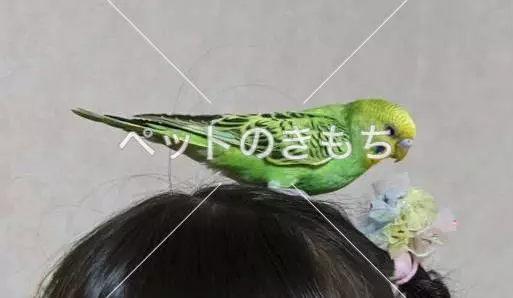 迷子鳥の画像