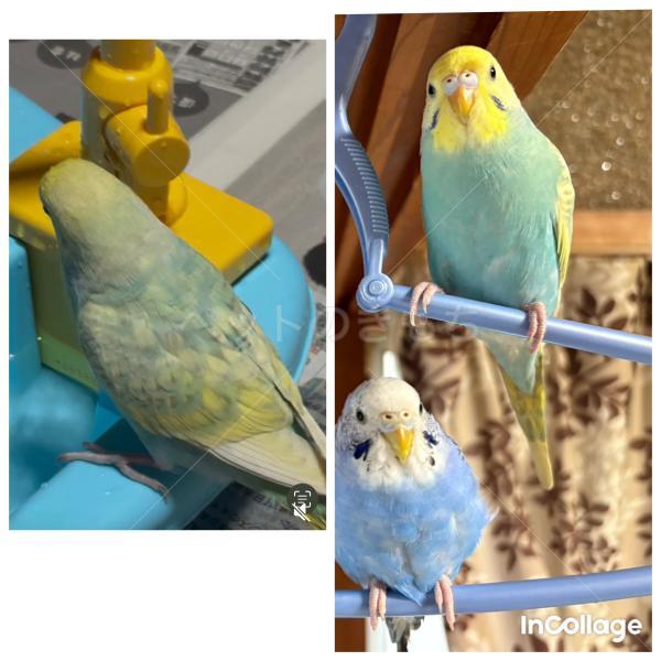 迷子鳥の画像