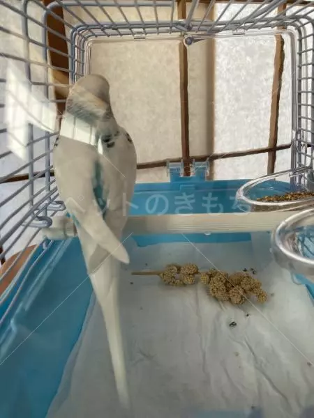 コメントの画像