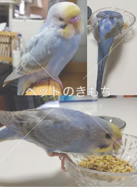 保護鳥の画像
