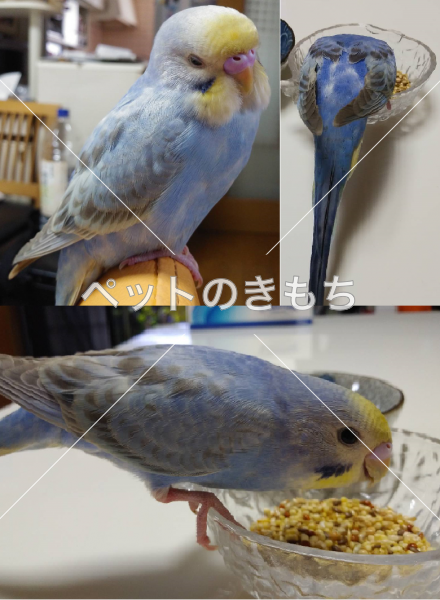 保護鳥の写真