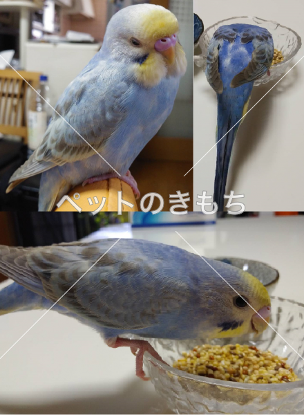 保護鳥の画像