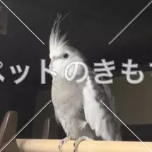 迷子鳥の画像