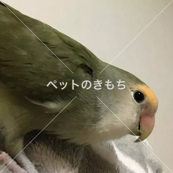 迷子鳥の画像
