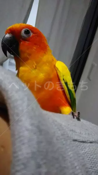 コメント投稿の画像