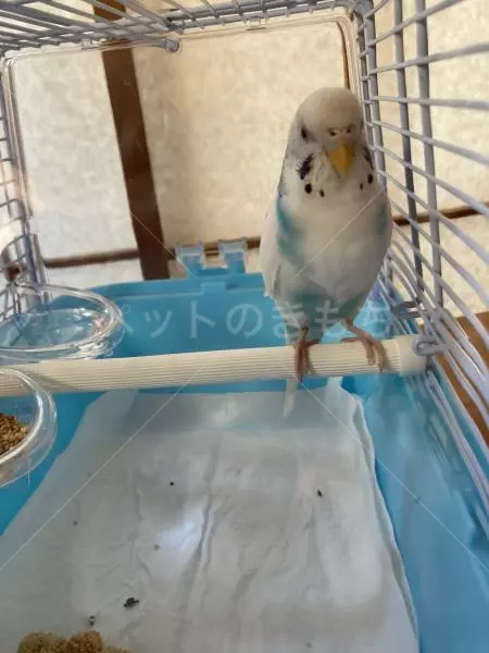 コメントの画像