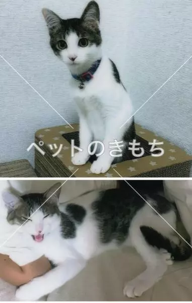 迷子猫の画像