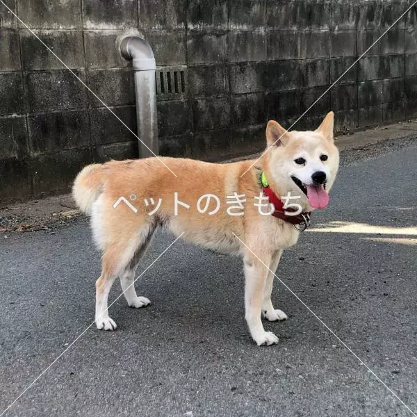 保護犬の画像