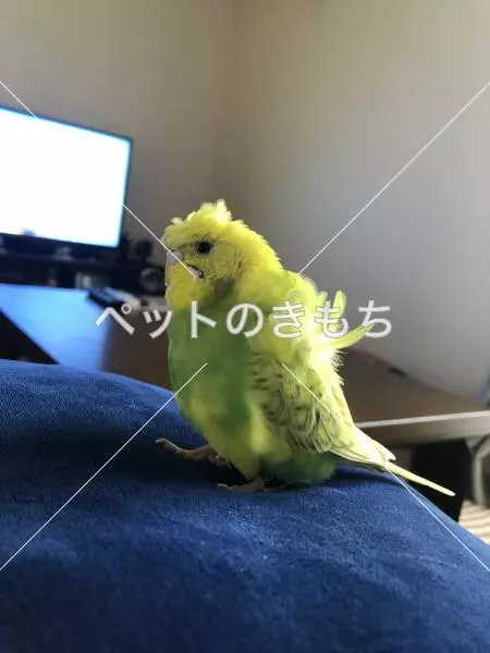迷子鳥の画像