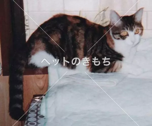 迷子猫の画像