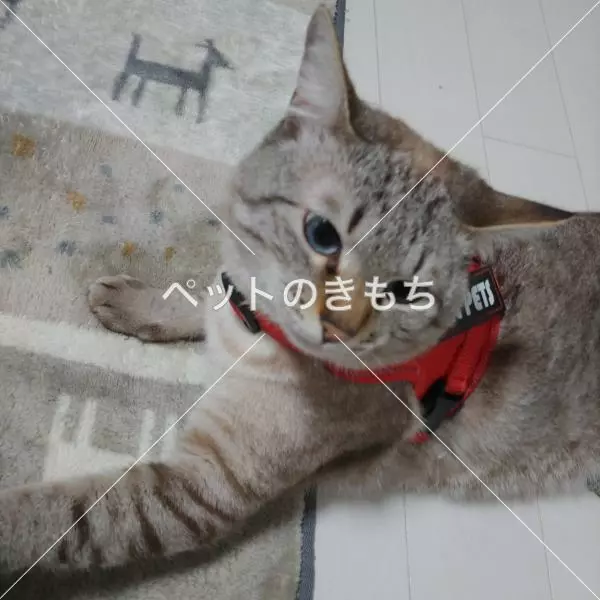 迷子猫の画像