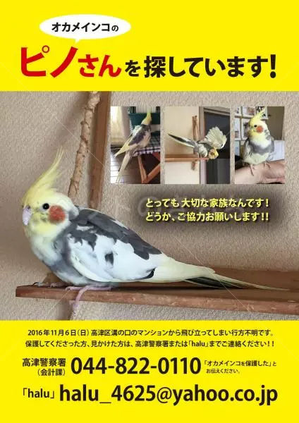 迷子鳥の画像