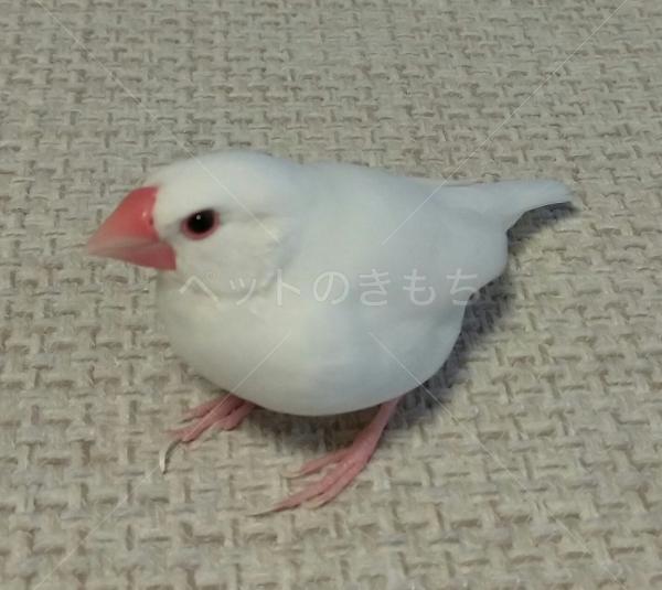 迷子鳥の画像