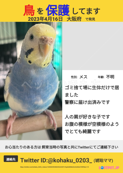 コメントの画像