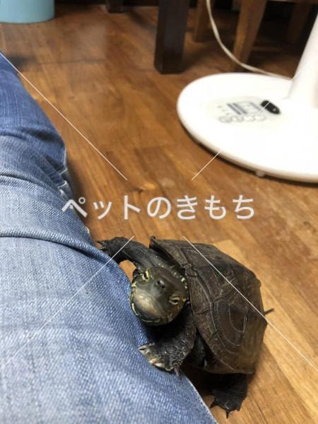 迷子クサガメの写真