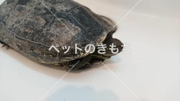 保護カメの写真