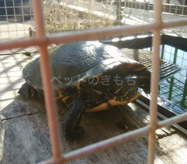 迷子ペットの画像