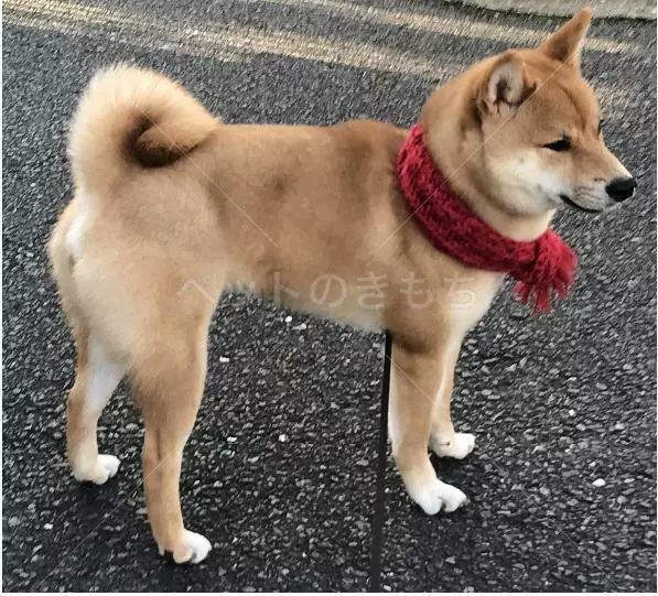迷子犬の画像