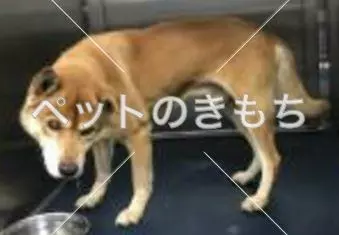 保護犬の画像