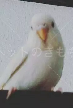 迷子鳥の画像