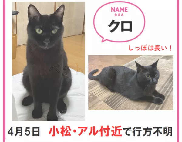 迷子猫の画像
