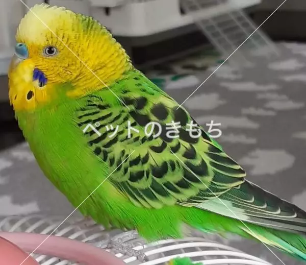迷子鳥の画像