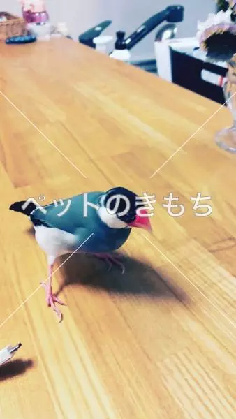 迷子鳥の画像