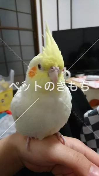 迷子鳥の画像