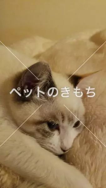 迷子猫の画像