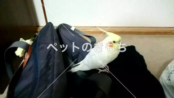 迷子鳥の画像