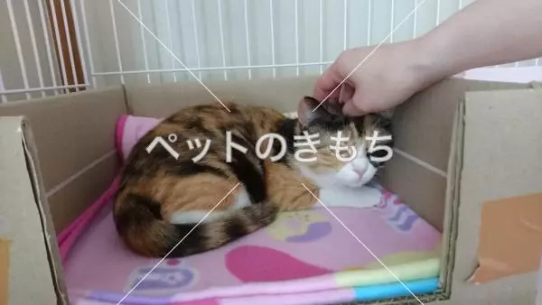 迷子猫の画像