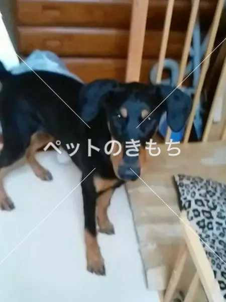 迷子犬の画像