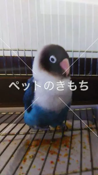 迷子鳥の画像